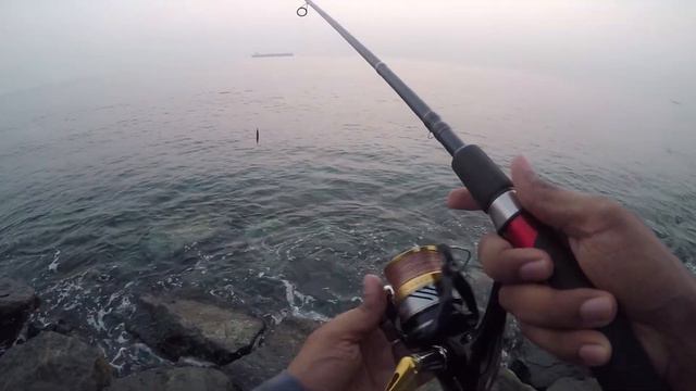 Kingfish shore fishing. 12.11.2017 смотреть онлайн