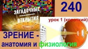 Зрение и ГЛАЗ человека - анатомия и физиология (урок 1). З/О_240.