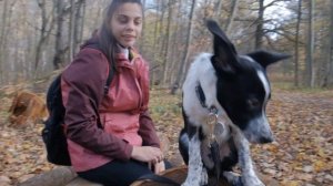 Щенок бордер колли 3 месяца, Первая прогулка | Border collie puppy 3 month, first walk