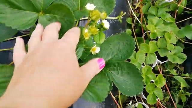 Вивара, земляника нсд, новинка. смотреть онлайн