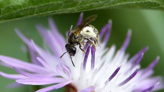 Mini Halicte sp. (Halictidae-Hymenoptera) et les étamines de la centaurée смотреть онлайн