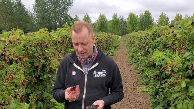 Columbia Giant Blackberry смотреть онлайн