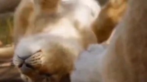 Король лев клип🦁🥭