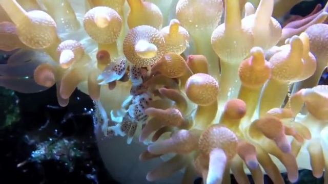 Rose Anemone and Porcelain Anemone Crab смотреть онлайн