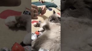 Семейный Влог. Паштет открывает лутбоксы.