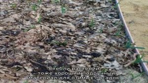 Спасаем урожай от холода: чем укрыть чеснок на зиму, как и когда это сделать правильно