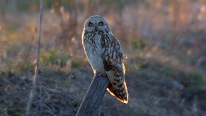 Short-eared Owl