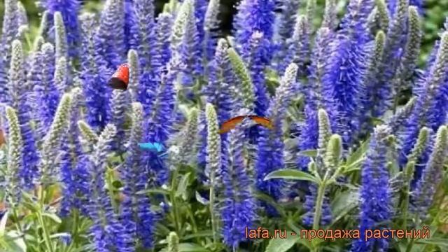 Вероника колосковая Бэби Блю (veronica) ? Бэби Блю обзор: как сажать, рассада вероники Бэби Блю смотреть онлайн