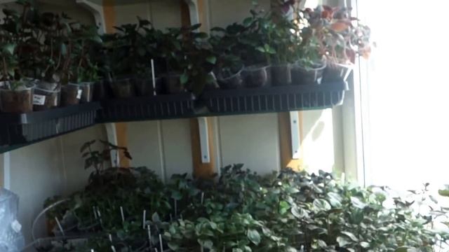 Ахименесы весной 2016 - коллекция "Мир ахименесов" смотреть онлайн