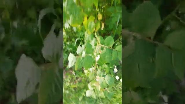 видео было снято 31 июля смотреть онлайн