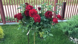 Штамбовые розы в саду! Это огонь ? Срезочная роза Эль торо ! Rose El Toro