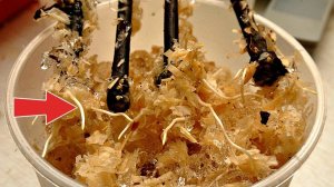 Супер рабочий способ укоренить черенки винограда в опилках! Как укоренять черенки винограда?