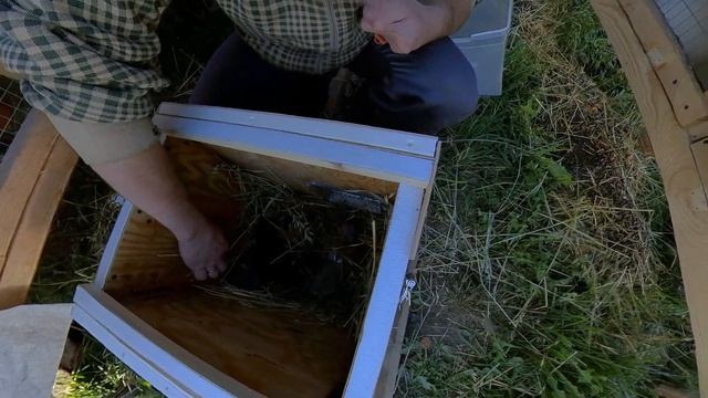 ЗАМЕНА ПОДСТИЛКИ У КРОЛЬЧАТ ДВУХ НЕДЕЛЬ. смотреть онлайн