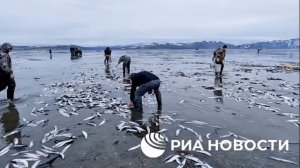 На побережьеМагаданской области на нерест пошла сельдь -во время отлива рыба не успевает уйти в мор