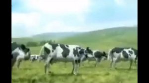 коровы флексят под ми пан жу жу жу 1 час 8К