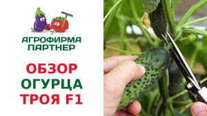 ОБЗОР ПАРТЕНОКАРПИЧЕСКОГО ОГУРЦА ТРОЯ F1