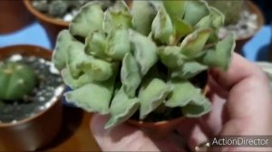 День Кактусовода 🌵 Рассматриваем разные виды