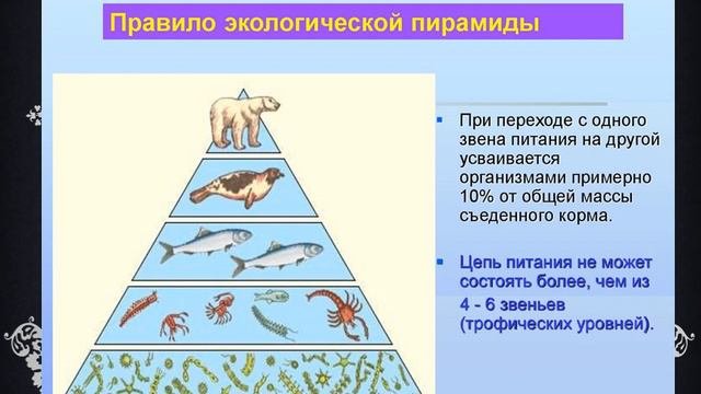 Пищевые цепи