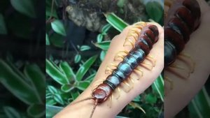 БОЛЬШАЯ СОРОКОНОЖКА В РУКАХ