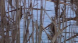 маскировка при охоте на утку