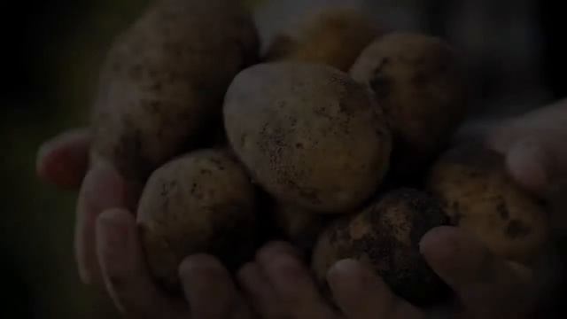 Где Купить Семенной Картофель