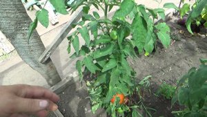 Сорт помидор "Колхозные".