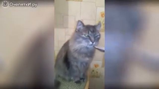 кот и каша лучший прикол the cat and the porridge the best joke смотреть онлайн