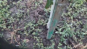 Грецкий орех. Сорт Селекционер. 2года