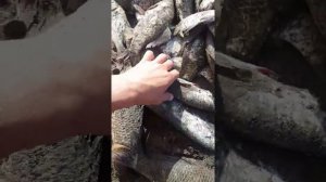 Рыбалка на реке СУЛАК