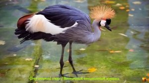 Самые красивые птицы мира. Топ 20