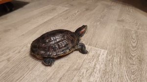 Шустрая Черепаха бегает по дому.Красноухая черепаха