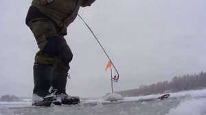 Р.Якоть щука 3,1 кг