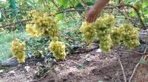 @Виноград Гелиодор кишмиш Крупный виноград, мускат шикарный