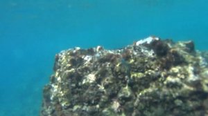 Подводный мир Эгейского моря ||| Турция (август'2019)