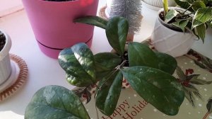 /Новые хойи в коллекции 2023г./Обзор хой/💘🌿