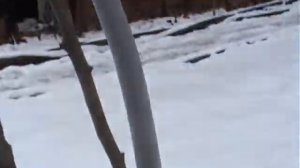 Как укрыть однолетние саженцы хурмы на зиму