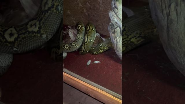 8 Foot Long Reticulated Python Eating A Huge Chicken ?….MustWatch!!! смотреть онлайн