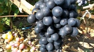 Чёрный изумруд