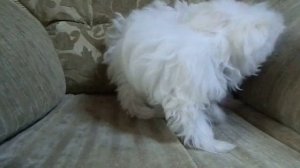 МАЛЬТИЙСКАЯ БОЛОНКА -МАЛЬТЕЗЕ