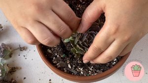 Echeveria Shaviana