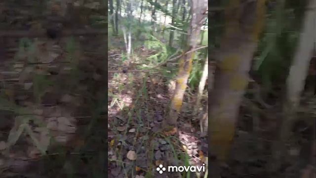 Сбор подосиновиков, ежовиков и опят в Подмосковье в середине сентября. Море грибов. смотреть онлайн