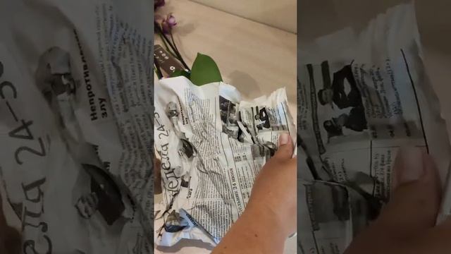 #орхидея #Орхидея_бабочка и орхидея- арлекин...теперь живут в моём доме смотреть онлайн