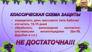 Защита винограда от гроздевой листовертки