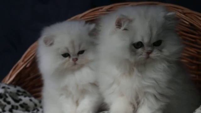 питомник Промаран (Promaran), котята персидская шиншилла
