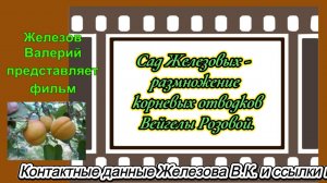 Сад Железовых- размножение корневых отводков Вейгелы Розовой.