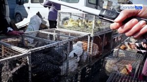 Птичий рынок Новосибирска
