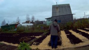 подготовка саженцев к зиме переезд парников поросль вергинской черёмухи дача под Архангельском