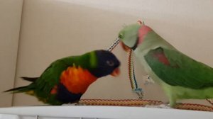 лорикет попугаи