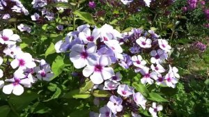 Флокс Чароитовая крошка ? обзор, описание, цветение, отзыв