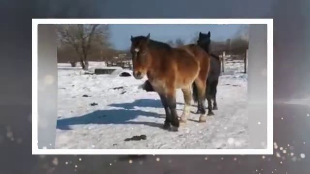Барон вожак табуна / русский тяжеловоз смотреть онлайн